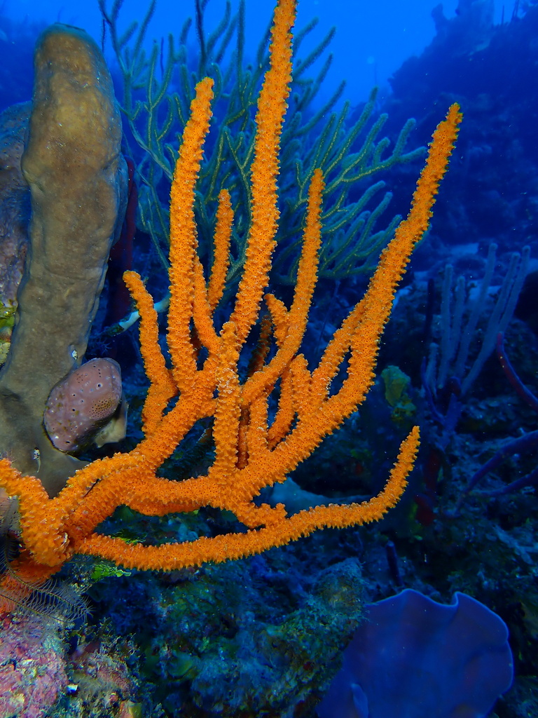 red tree sponge
