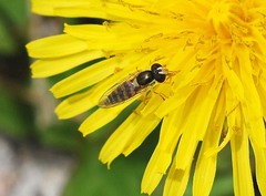 Sphaerophoria menthastri