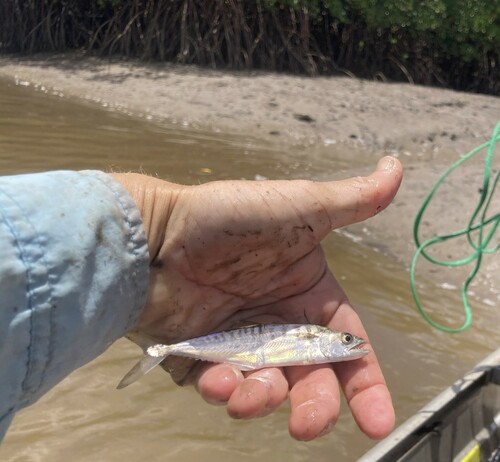 Blotched mackerel (Scomberomorus queenslandicus) — Scombridae