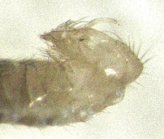 Phyllodromia proiecta