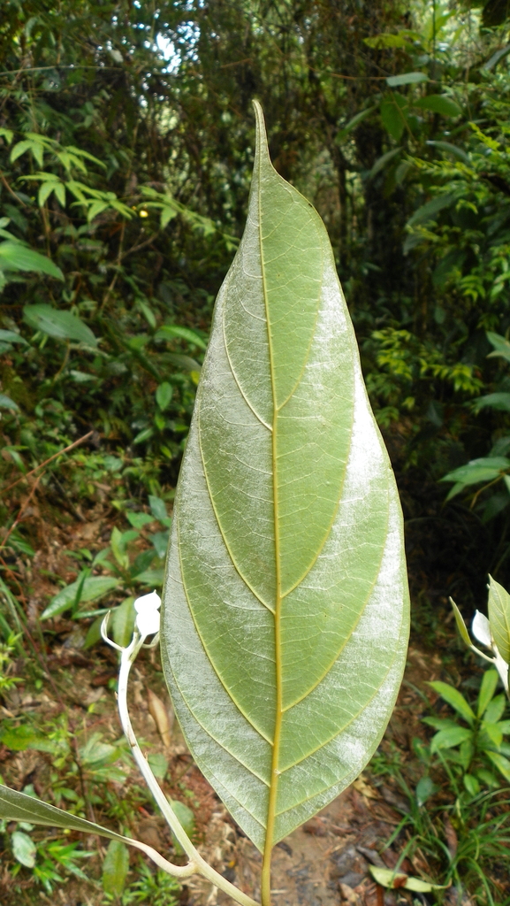 Endlicheria aurea