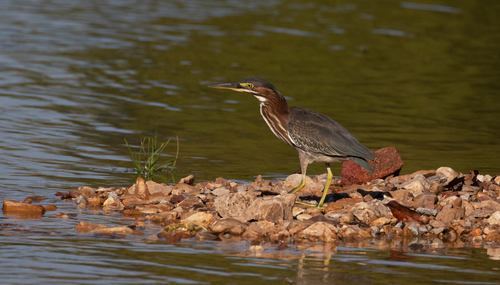 Green Heron photographed in Kansas