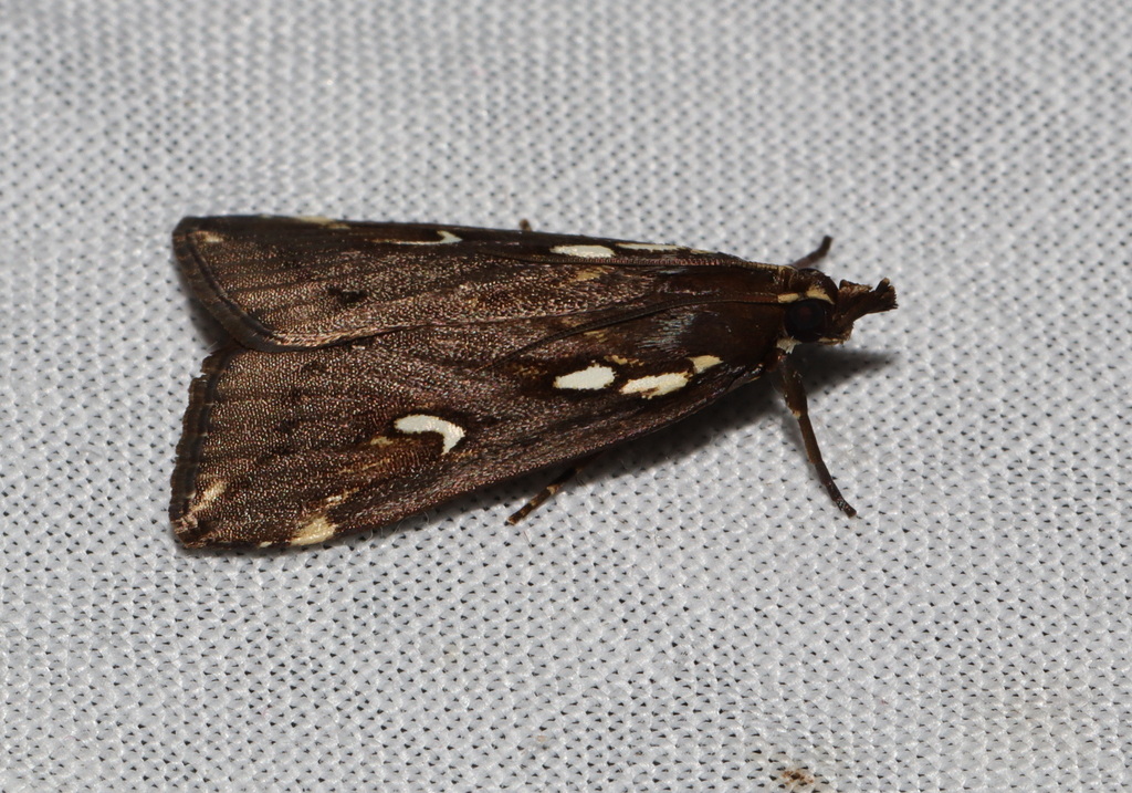 Perimeceta niphotypa