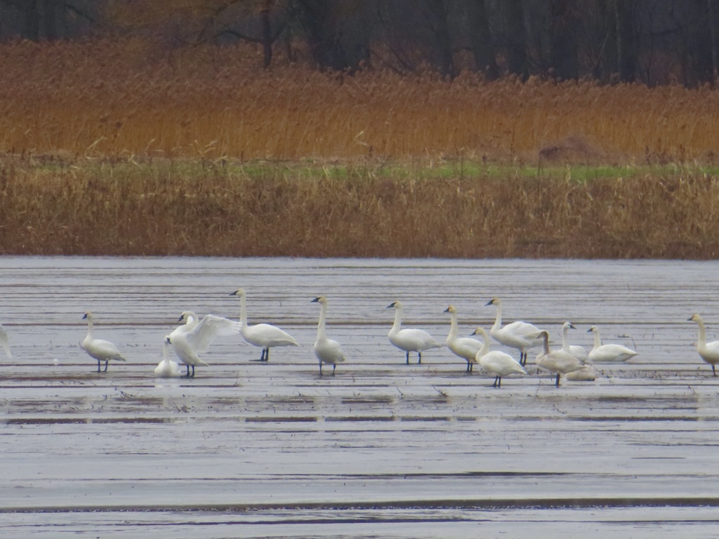 Trumpeter Swan from Seneca County, NY, USA on January 26, 2024 at 10:59 ...