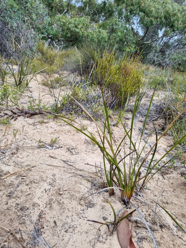 variable sword-sedge from Meningie SA 5264, Australia on March 23, 2023 ...