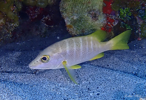 Schoolmaster Snapper