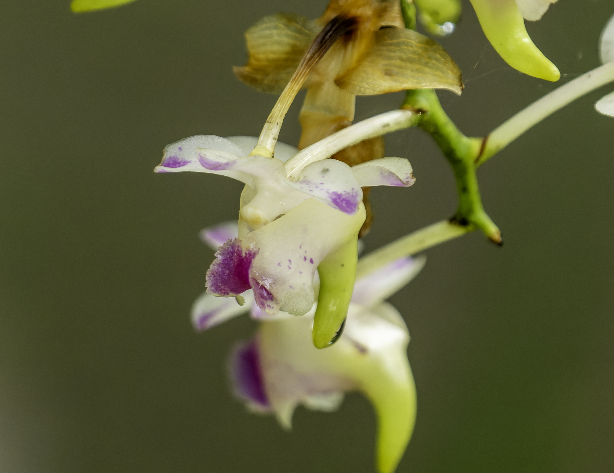 Aerides inflexa Teijsm. & Binn. 2