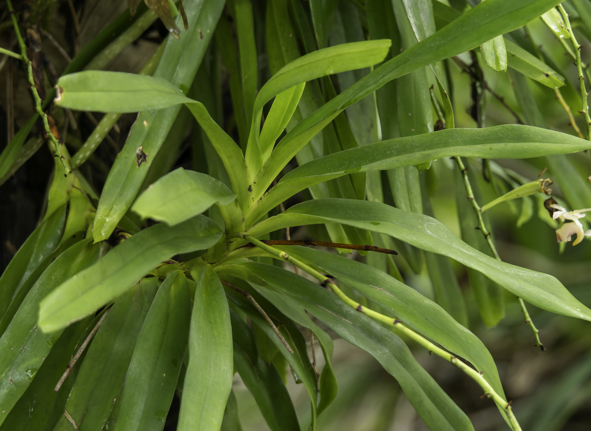 Aerides inflexa Teijsm. & Binn. 3