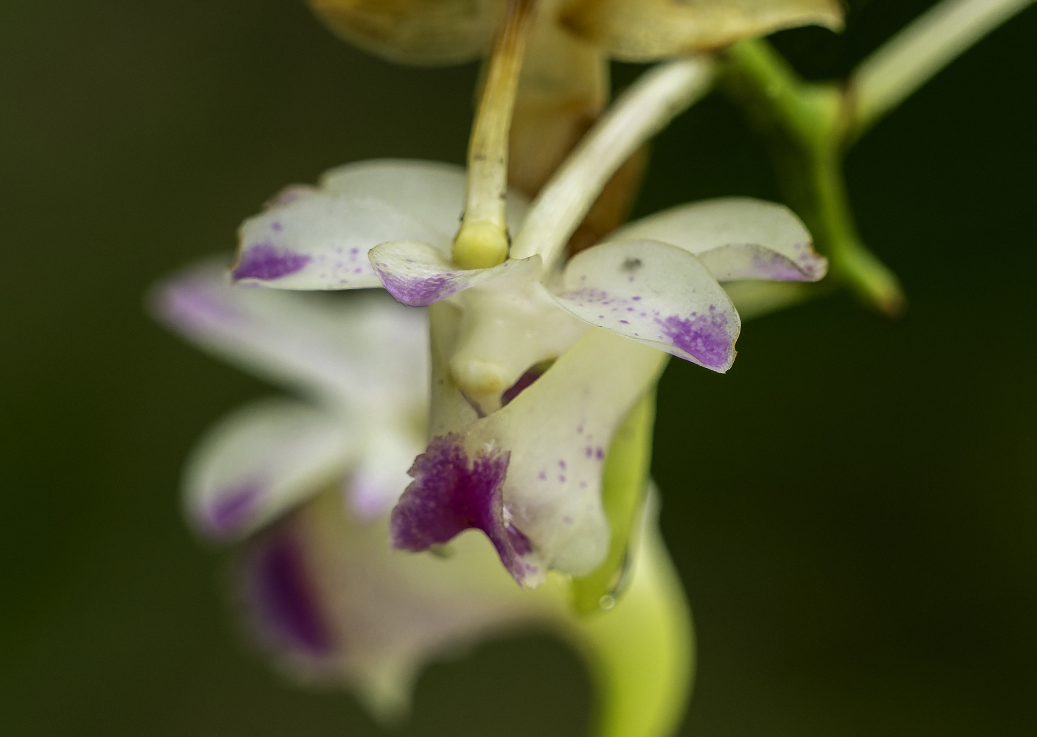 Aerides inflexa Teijsm. & Binn. 4