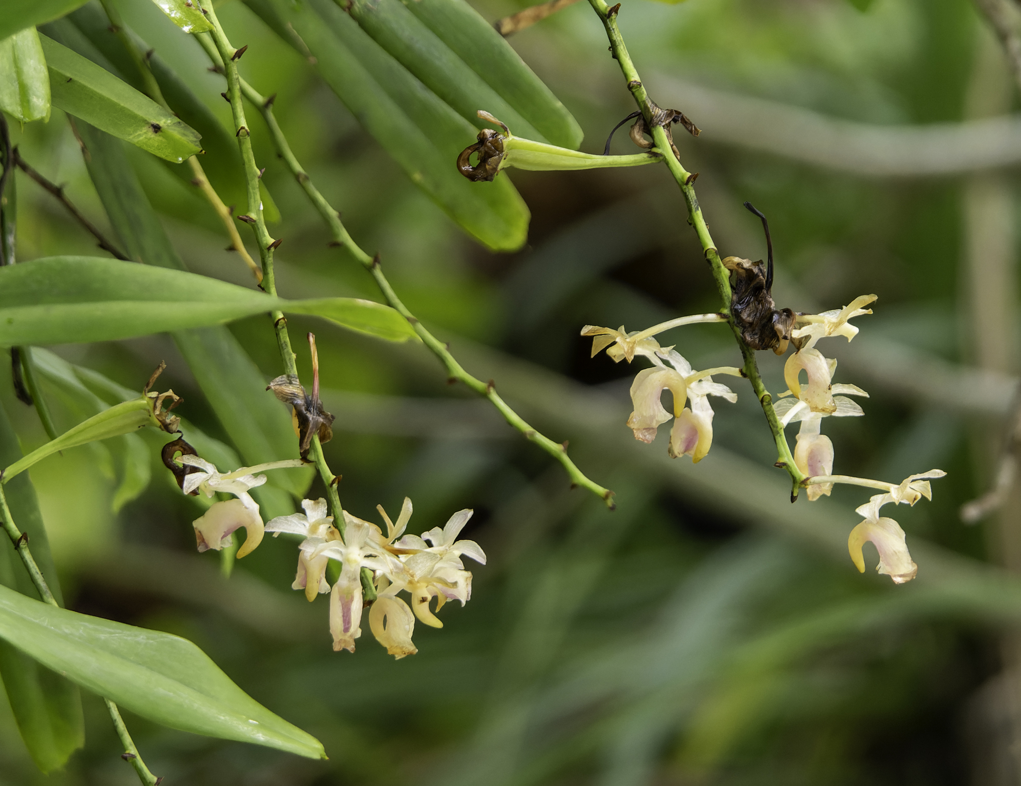 Aerides inflexa Teijsm. & Binn.