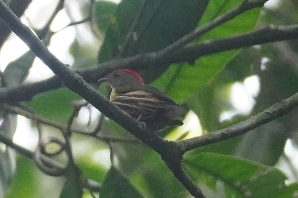 Painted Manakin