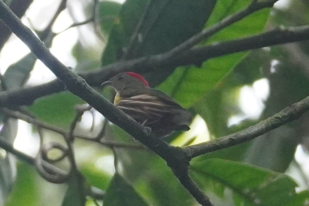 Painted Manakin (Machaeropterus eckelberryi), photo 1