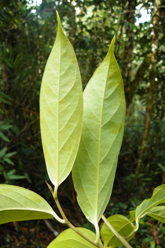 Image of Ocotea Aciphylla (Ocotea aciphylla) by no rights reserved