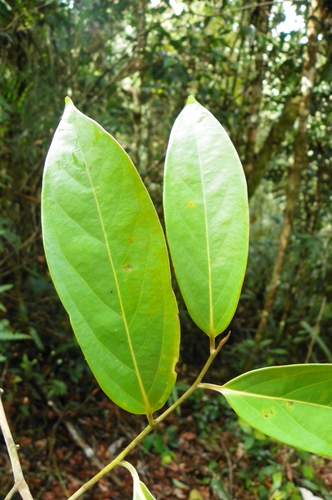 Image of Ocotea Aciphylla (Ocotea aciphylla) by no rights reserved