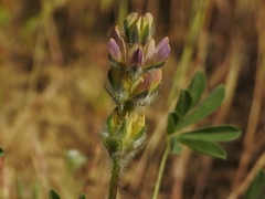 Lupinus densiflorus
