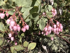 Arctostaphylos viscida