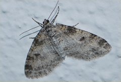 Lobophora nivigerata