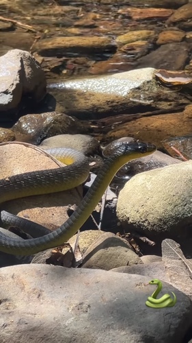 Common Tree Snake sighting