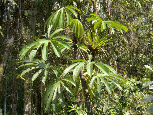 Amazon grape (Pourouma cecropiifolia)