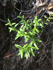 Baccharis plummerae plummerae
