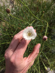 Malacothrix saxatilis saxatilis