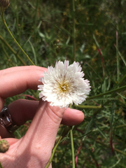 Malacothrix saxatilis saxatilis