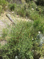 Malacothrix saxatilis saxatilis