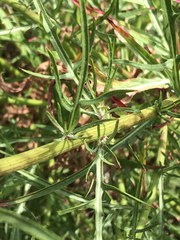 Malacothrix saxatilis saxatilis