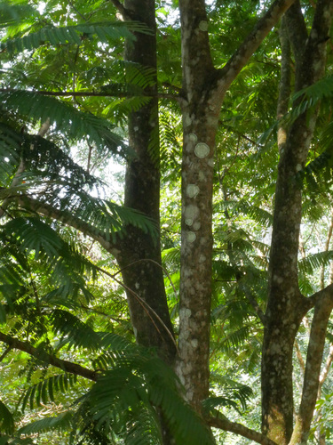 Cojoba arborea