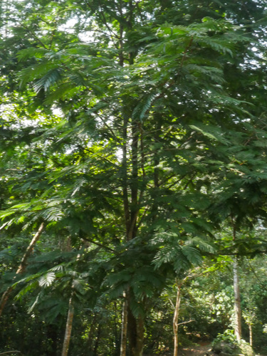 Cojoba arborea