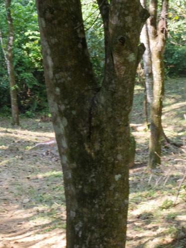Cojoba arborea