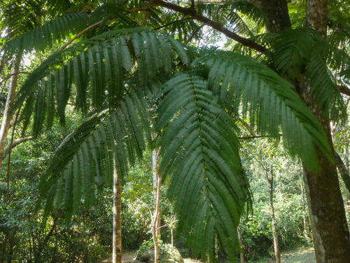 Cojoba arborea