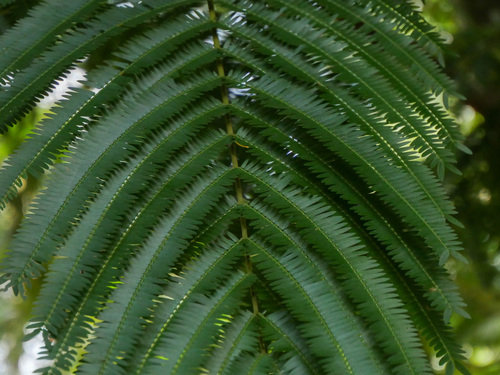 Cojoba arborea