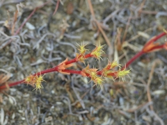 Lastarriaea coriacea