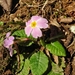 Primula heterochroma - Photo (c) Emad Tahaei, some rights reserved (CC BY), uploaded by Emad Tahaei