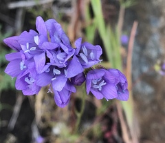 Gilia achilleifolia