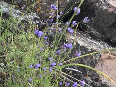Gilia achilleifolia