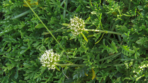 Asynthema gracile (Asynthema gracile)
