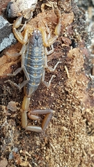 Centruroides hentzi