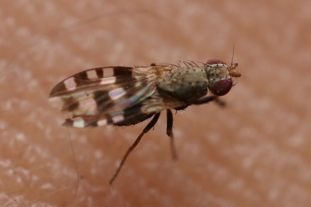 Spilochroa guttata
