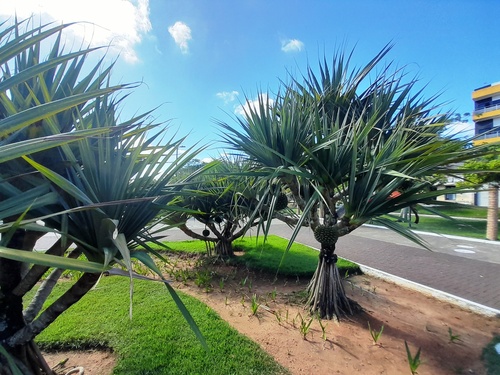 Foto de Pinheiro-de-madagascar