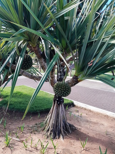 Foto de Pinheiro-de-madagascar