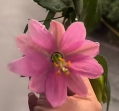 Image of Passiflora mixta