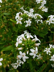 Lysimachia mauritiana