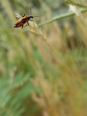 Eupompha elegans