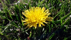 Taraxacum officinale