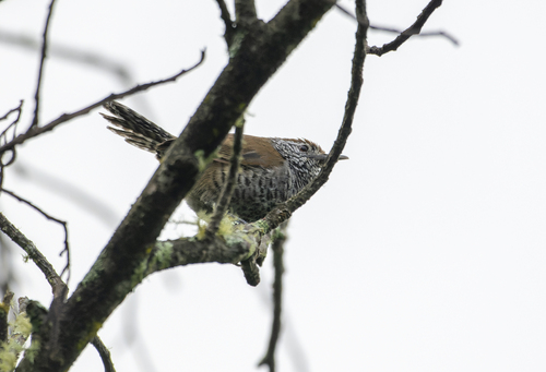Speckle-breasted Wren (Pheugopedius sclateri), photo 6