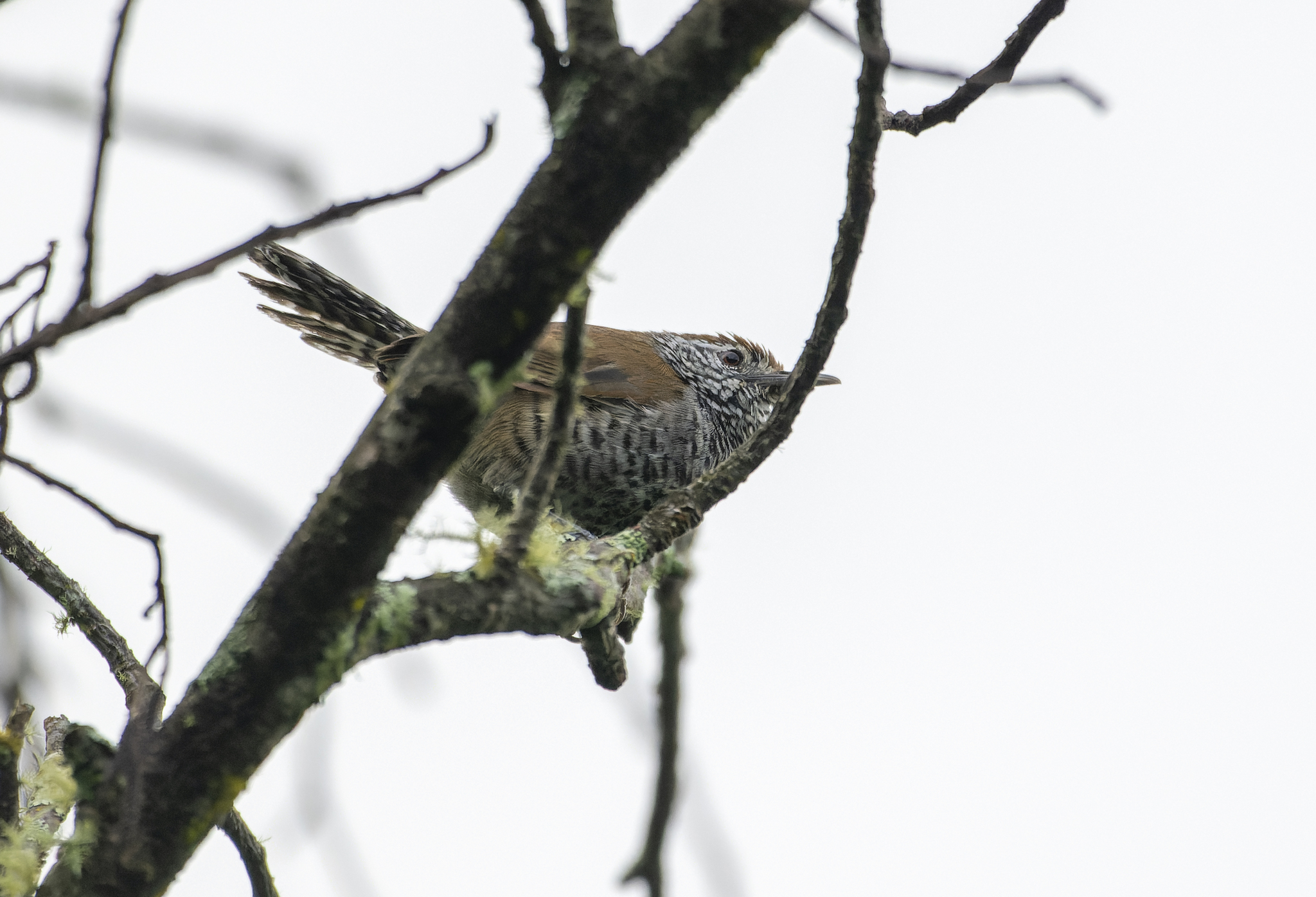 Speckle-breasted Wren (Pheugopedius sclateri), photo 7