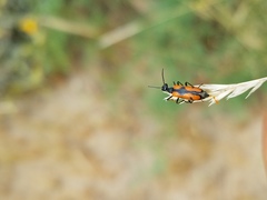Eupompha elegans