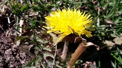 Taraxacum officinale